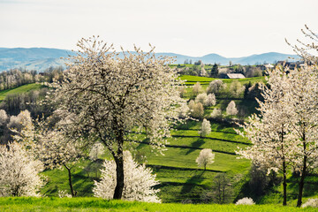 Spring Slovakia landscape. Nature fields with blooming cherries. Unique ecological land management. Polana region, Hrinova, Slovakia Europe. © Zedspider