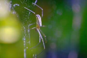 Wild Spider, Animal closeup, Golden orb-web spider (Nephila pilipes) walking through a spider web in a garden, photographed using a macro lens, Bandung - Indonesia. Macro