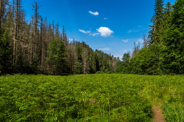 Farne im Kirnitzschtal,Sächsische Schweiz 2