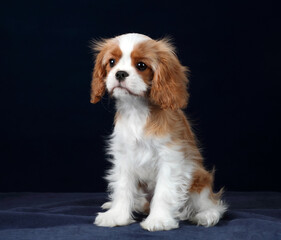 Cute little puppy cavalier king charles spaniel on a blue background