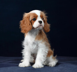 Cute little puppy cavalier king charles spaniel on a blue background