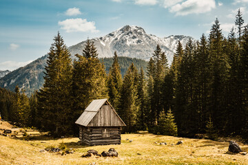 The Khokholovska Chochołowska valley in the Tatras near Zakopane is famous for its crocus saffron...