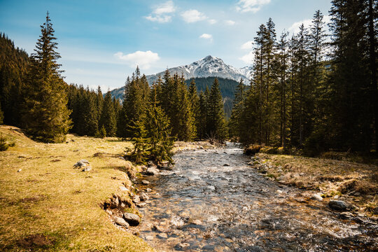The Khokholovska Chochołowska valley in the Tatras near Zakopane is famous for its crocus saffron flowers that bloom among the snows under the rocky alpine peaks