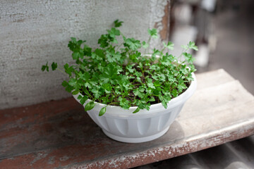 green parsley grow in pot on the balcony. Growing healthy vitamin greens at home.