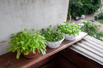 Various edible greens grow in pots on the balcony. Growing healthy vitamin greens at home.
