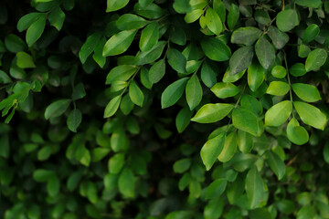 green leaf background, forest background