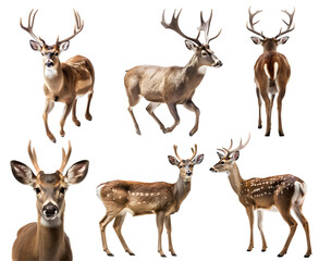 Deer doe, many angles and view portrait side back head shot isolated on transparent background cutout, PNG file