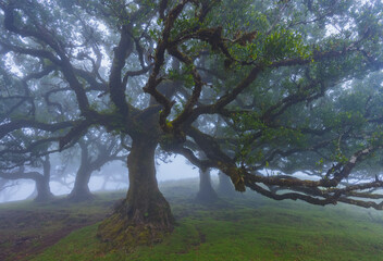 Fanal forest , old mystical tree in Madeira island, Unesco