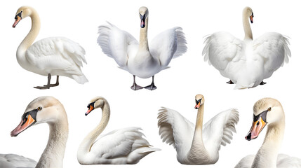 White swan bird, many angles and view portrait side back head shot isolated on transparent background cutout, PNG file - obrazy, fototapety, plakaty