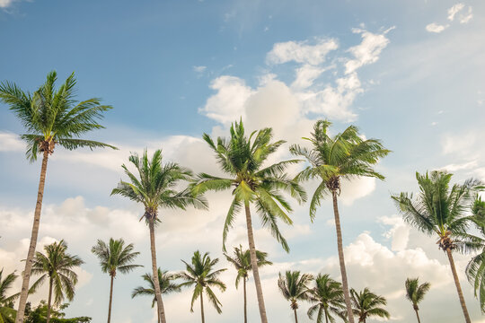 Coconut palm tree at beach with cloud on sky in summer - vintage color tone..