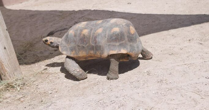 red footed tortoise walks in the dirt back to his home in captivity at a big cat rescue center in Florida