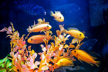 yellow fish Danio glofish swim in an aquarium between yellow algae..separated by commas please