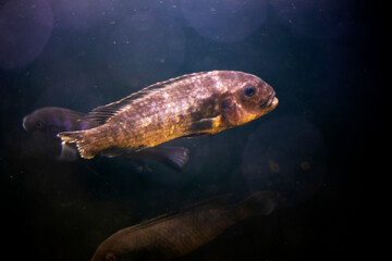 brown sick fish with a bitten tail swims in an aquarium. Habota and treatment of fish