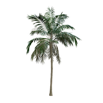 palm tree png image _ tree image _ plant image _ leaves images _ palm tree in isolated white background 
