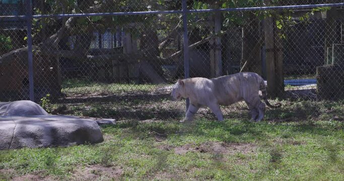 white bengal tiger walks in captivity behind a cage at a big cat rescue center in Florida