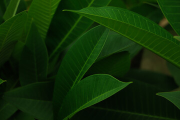 tropical leaves, abstract green leaves texture, nature background