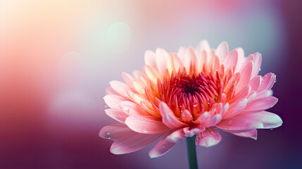 Pink chrysanthemum flower on blurred background. Soft focus. - obrazy, fototapety, plakaty