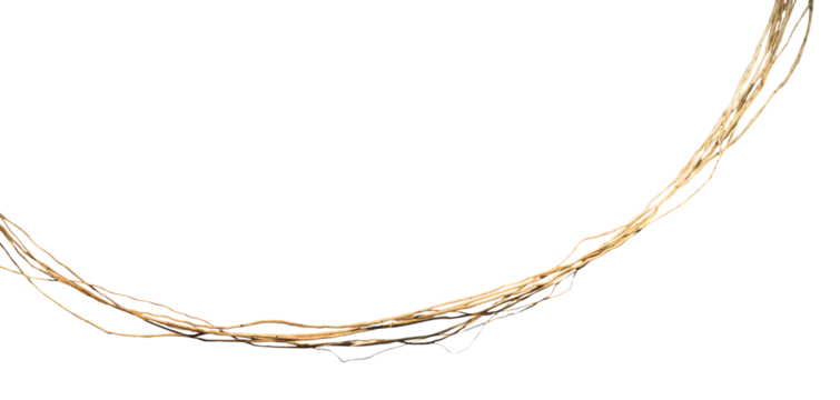 Natural hanging tree root element isolated