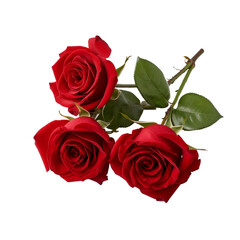 side view of red color roses isolated on white background - 1