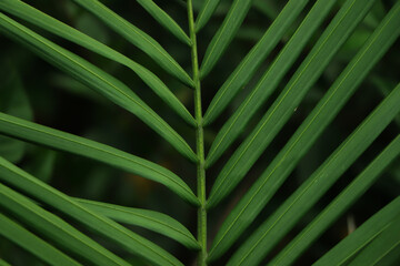 Closeup texture of coconut leaf in forest