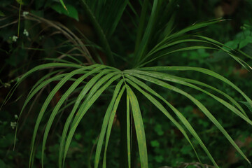 Dark green background of coconut leaf