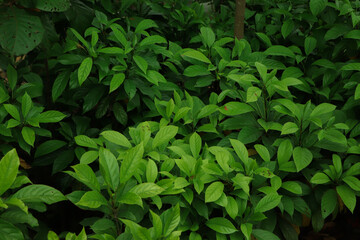 Full Frame of Green Leaves Texture Background. tropical leaf