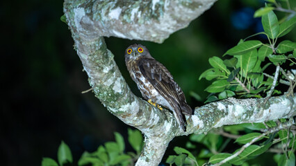 brown boobook (Ninox scutulata) also known as the brown hawk-owl