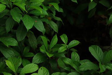 Dark green leaves in the park background image,