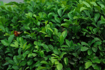 green leaf background blooming in garden