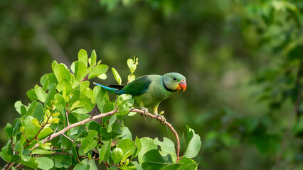 The blue-winged parakeet, also known as the Malabar parakeet (Psittacula columboides)