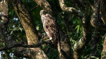 Changeable hawk-eagle (Nisaetus cirrhatus) or crested hawk-eagle