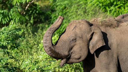 Fototapeta premium The Asian elephant (Elephas maximus), also known as the Asiatic elephant