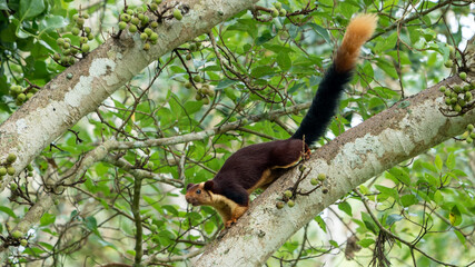Indian giant squirrel or Malabar giant squirrel (Ratufa indica)