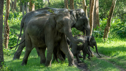 The Asian elephant (Elephas maximus), also known as the Asiatic elephant