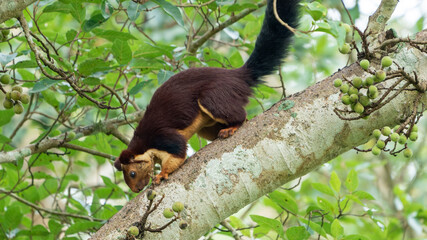 Indian giant squirrel or Malabar giant squirrel (Ratufa indica)
