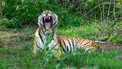 Close up of Bengal tiger in the wild.