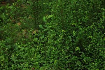 Fototapeta premium Fresh green leaf background in forest