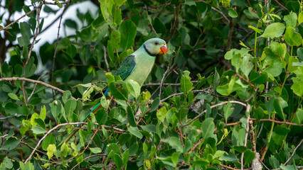 The blue-winged parakeet, also known as the Malabar parakeet (Psittacula columboides)