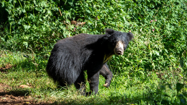 The sloth bear (Melursus ursinus)