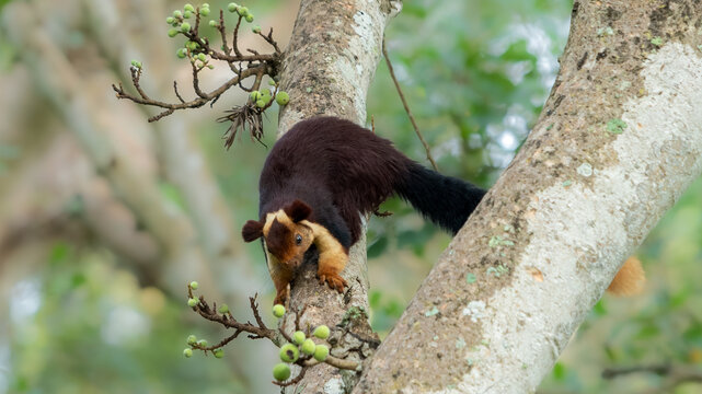 Indian giant squirrel or Malabar giant squirrel (Ratufa indica)