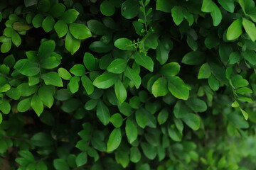 Green leaves background or the naturally walls texture Ideal for use in the design fairly.