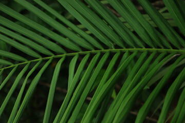 Coconut tree leaf closeup in tropical forest