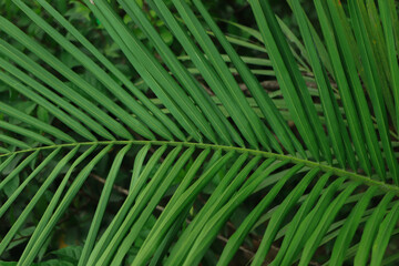 Texture of green coconut leaf in forest