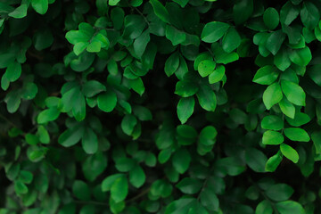 Wall texture of fresh green leaves
