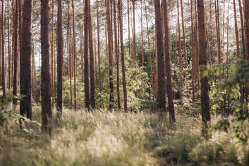 Summer pine forest with grass