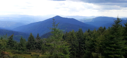Obraz premium Carpathian mountains, Carpathian forest, Nature of the Carpathians.