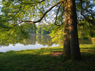 Summer morning in the park