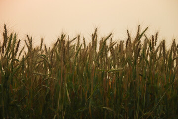 Beautiful wheat in full bloom