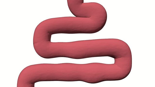 Anatomy of the human digestive system, concept of the intestine, alpha channel, laxative, traitement of constipation, 3d render