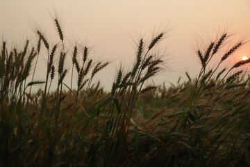 Wheat field closeup with evening light